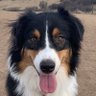 Profilbild von FF Shepherd
