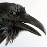 Islander profil fotoğrafı