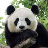 Will Wang 的头像