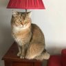 Emanuela profil fotoğrafı