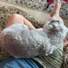 BT-M-schnauzer-sara's profile picture