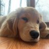 ChiInWi profil fotoğrafı