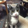 yocchi's profile picture