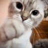 かのん's profile picture