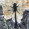 Фото профиля Dragonfly.
