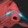 Fish⚔️ profil fotoğrafı
