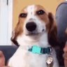 Profilbild von Adrion