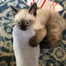 chooksNmeezers profil fotoğrafı
