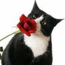 Profilbild von 😺🌹