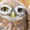 Profilbild von Linda Foshee