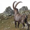 IBEX Shah profil fotoğrafı