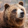 Фото профиля 🐻 Kodiak Attack! 🏳️⚧️