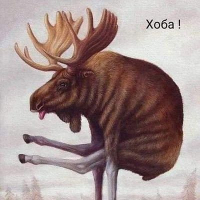 Лось Тыкдымский's profile picture