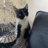 Cat 的头像