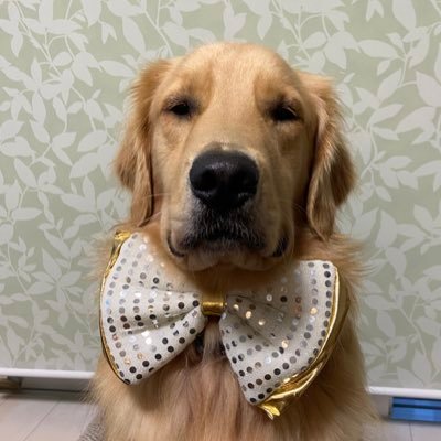 yumippe4981's profile picture
