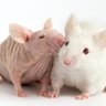Jikkyleaks 🐭 的头像