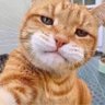 Фото профиля Ginger Tom