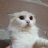 相田ちゃん profil fotoğrafı