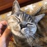ねむるねこ's profile picture
