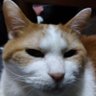 屯田兵.R's profile picture