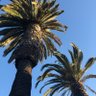 SunnyCali profil fotoğrafı