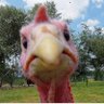 Hervé's profile picture
