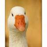 Gijs Gans's profile picture
