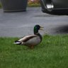 Duck 的头像