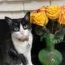 Zorro's profile picture