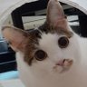 うしおにちずらてぃ profil fotoğrafı