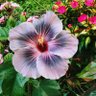 Chechilia@cepa007cepa's profile picture