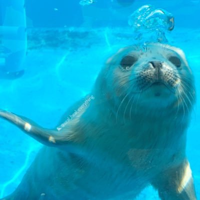 seal_heal's profile picture