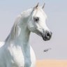 Фото профиля متصفح