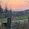 Ulster Cowboy profil fotoğrafı