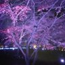 坂本龍馬's profile picture