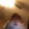 Profilbild von hampter