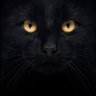 Andre Ammon's profile picture