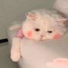 Mimibear 的头像