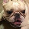 紫色台中's profile picture