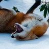MrCraicieFox 的头像