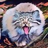 That Manul the Cat 的头像