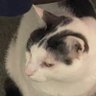 Neko 的头像