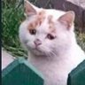 Noah Cat's profile picture