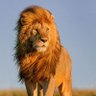Puneet's profile picture