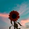 Profilbild von howmanythings