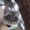 Kawaii Thiccie's profile picture