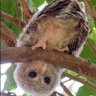 PatchyOwl's profile picture