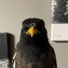 RWBladewing profil fotoğrafı