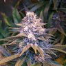 Profilbild von nunya beezwax