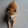 yurina profil fotoğrafı